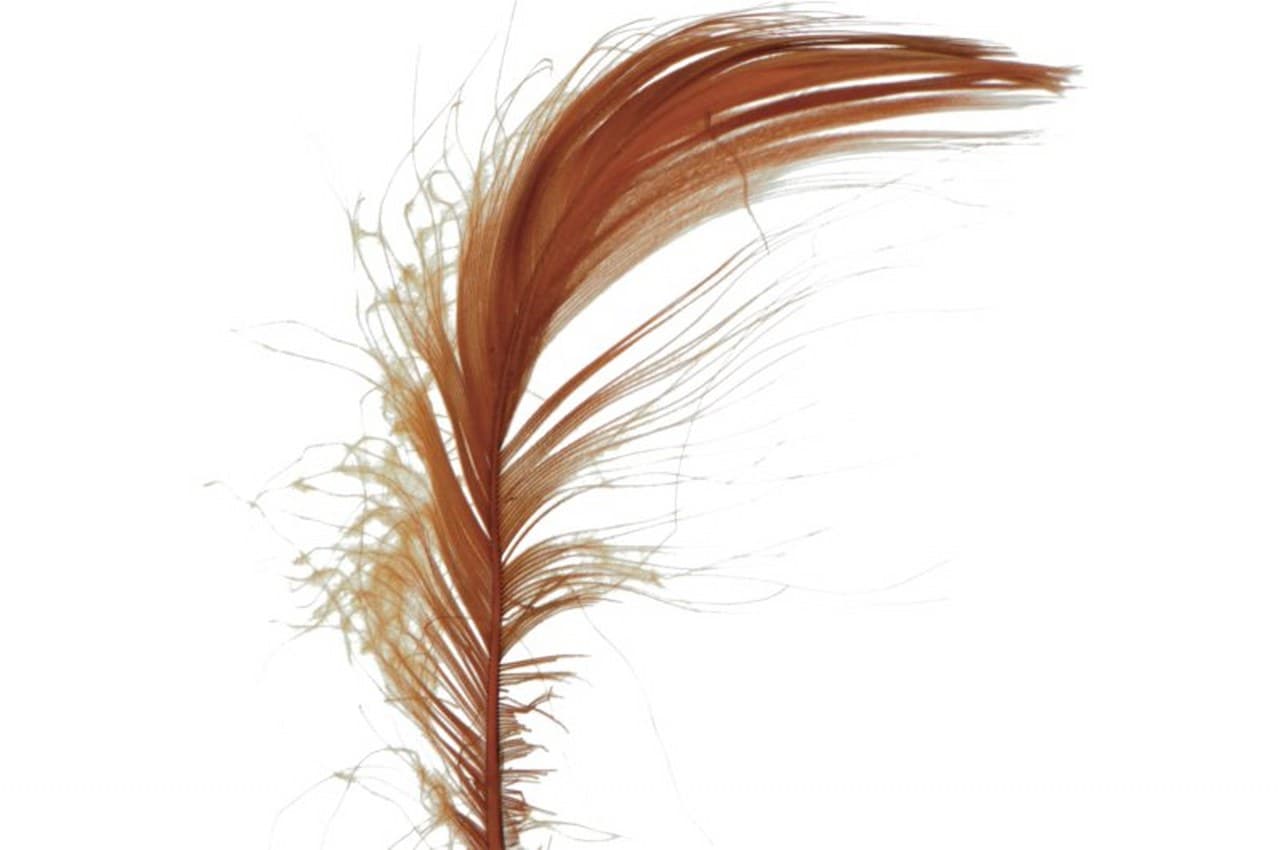 Piórka w torebce foliowej 15 gram, brązowe