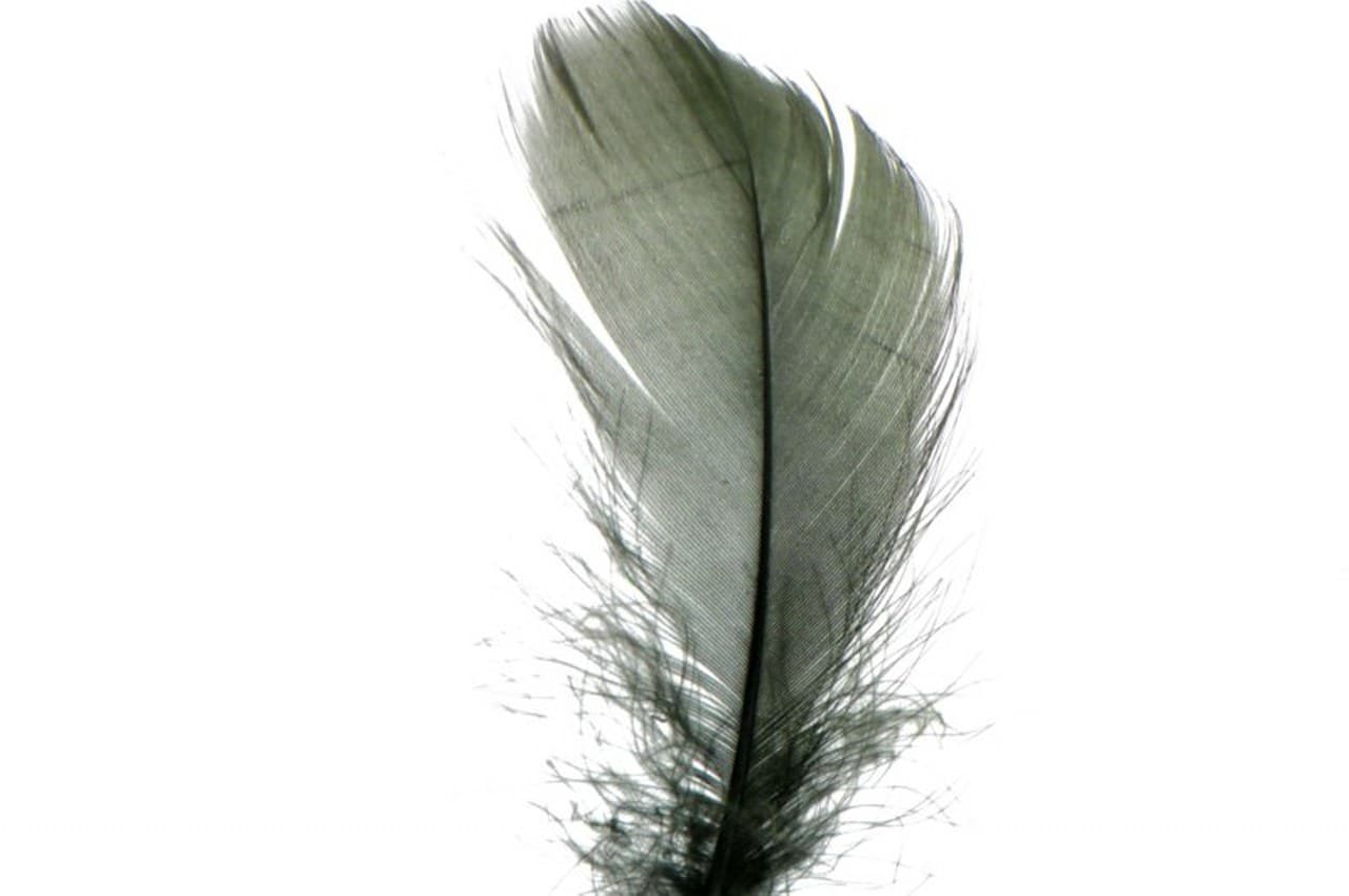 Piórka w torebce foliowej 15 gram, czarne