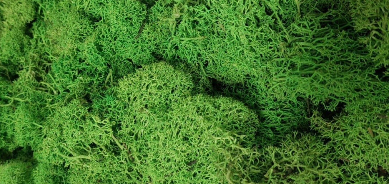 Mech chrobotek reniferowy PREMIUM, 200g, zielony