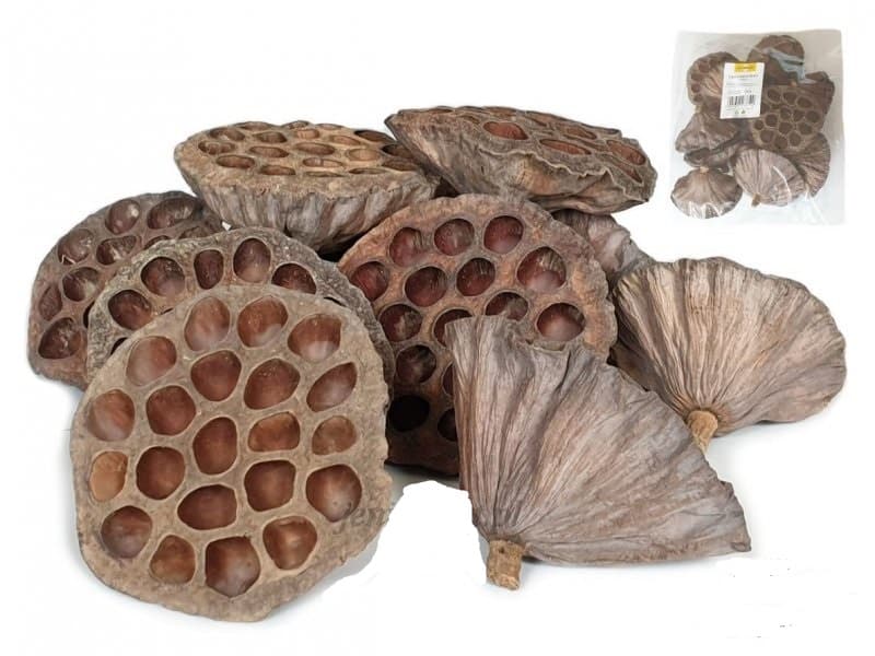 Suszony owoc lotos duży, średnica 8-10cm/10szt