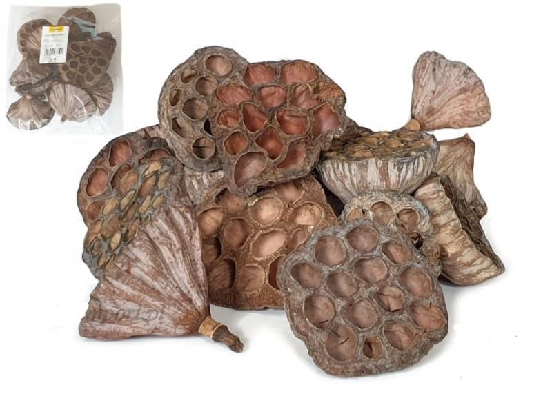 Suszony owoc lotos średni, średnica 6-8cm/10szt